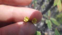 Euphorbia ambarivatoensis image