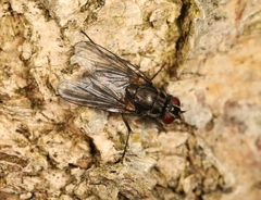 Hydrotaea dentipes