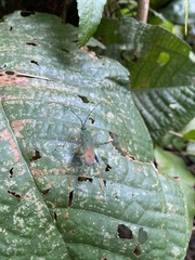 Acanthocephalini