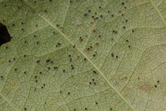 Phyllactinia betulae