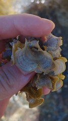 Padina pavonica