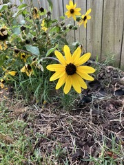 Rudbeckia triloba