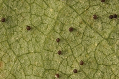 Phyllactinia betulae