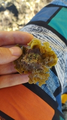 Padina pavonica