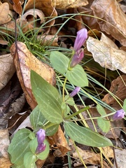 Gentianella quinquefolia