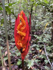 Heliconia densiflora