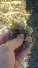 Padina pavonica