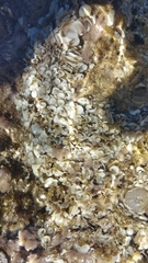 Padina pavonica