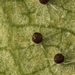 Phyllactinia betulae - Photo (c) bjoerns, algunos derechos reservados (CC BY-SA), subido por bjoerns