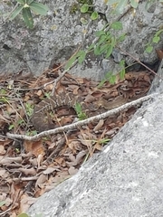 Crotalus molossus nigrescens