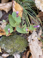 Gentianella quinquefolia