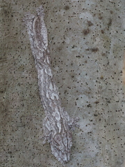 Uroplatus henkeli