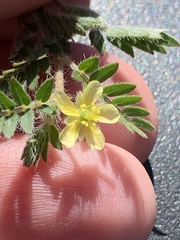 Tribulus