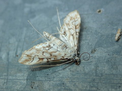 Elophila