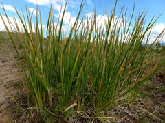 Iris lactea biglumis