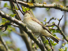 Phylloscopus trochilus
