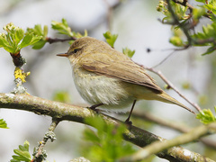 Phylloscopus trochilus