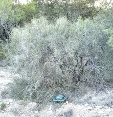 Ephedra antisyphilitica