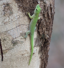 Phelsuma kochi