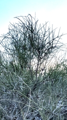 Ephedra antisyphilitica