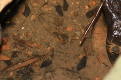 Cryptopotamon anacoluthon