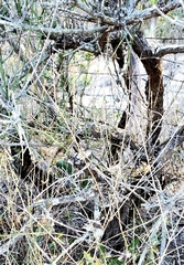 Ephedra antisyphilitica
