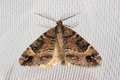 Pseudocoremia productata