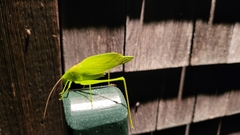 Amblycorypha
