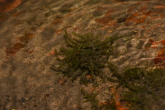 Hydrocharitaceae