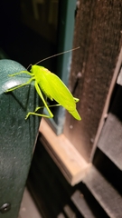 Amblycorypha