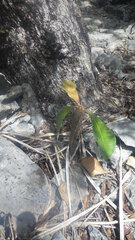 Euphorbia neohumbertii image