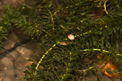 Hydrocharitaceae