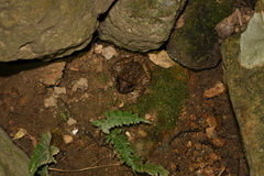 Quasipaa exilispinosa