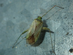 Adelphocoris