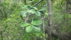 Euphorbia neohumbertii image