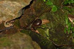 Megaustenia imperator