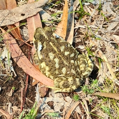 Rhinella arenarum