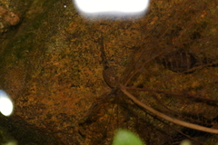 Quasipaa exilispinosa