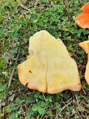 Laetiporus conifericola