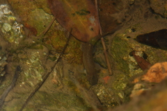 Oreonectes platycephalus