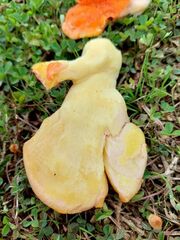 Laetiporus conifericola