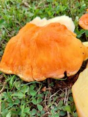 Laetiporus conifericola