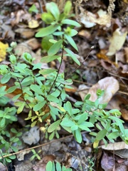 Hypericum hypericoides