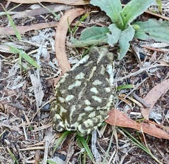 Rhinella arenarum