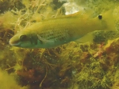 Ctenolabrus rupestris