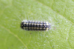 Zygaenoidea