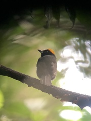 Tachyphonus delatrii