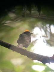 Tachyphonus delatrii