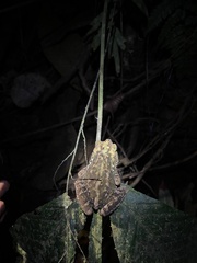 Rhinella alata