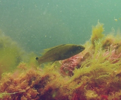 Ctenolabrus rupestris